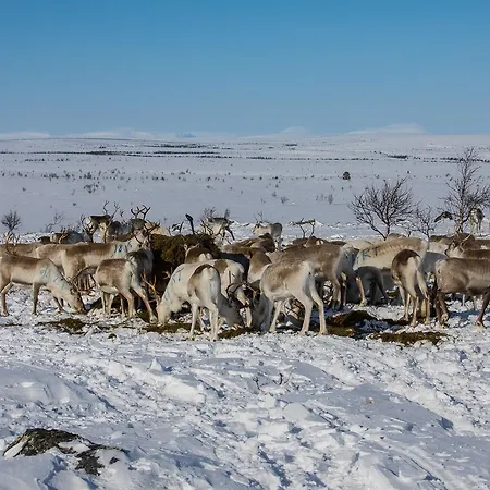 Osman Kelohovi * Utsjoki