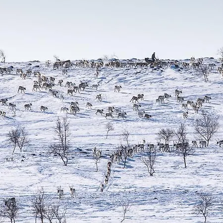 Σαλέ Osman Kelohovi *