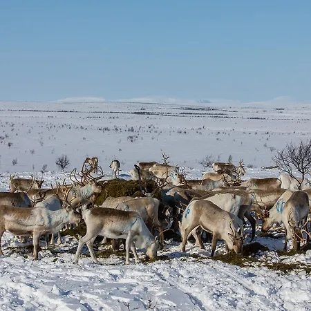Σαλέ Osman Kelohovi *