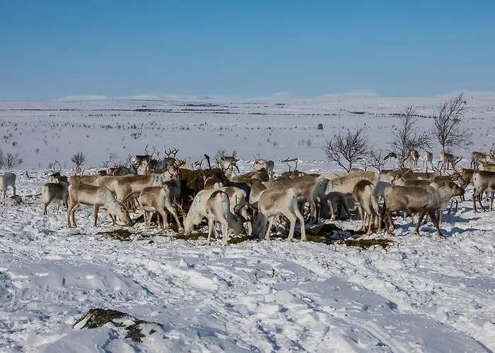 Osman Kelohovi * Utsjoki