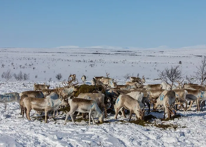 Chalet Osman Kelohovi *